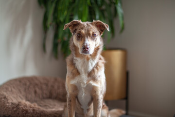 Obraz premium Portrait of a dog, Australian Shepherd sits on a pillow at home and looks at the camera. Cute purebred dog on the floor in daylight