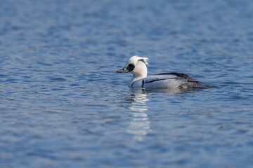 青空映す水面をのんびり泳ぐミコアイサ オス