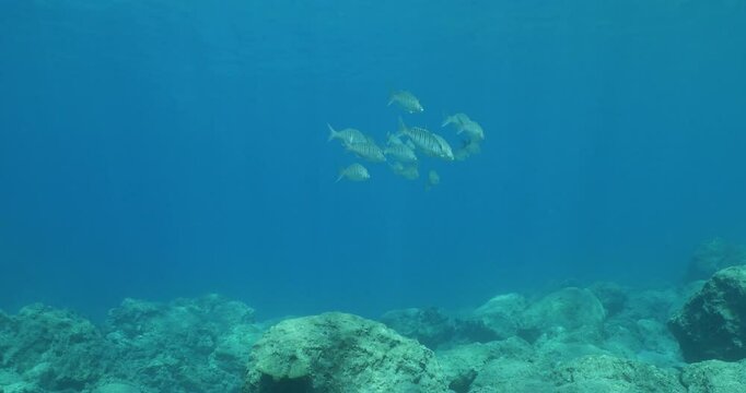 Lithognathus mormyrus fish school underwater sand steenbras