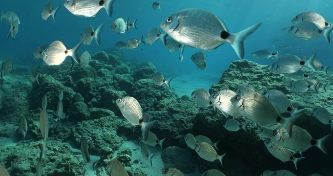 underwater fish scenery from mediterranean  sea breams ocean scenery underwater landscape seabreams  Diplodus sargus
