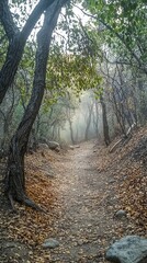 Fototapeta premium Misty Forest Path Surrounded by Tall Trees and Fallen Leaves