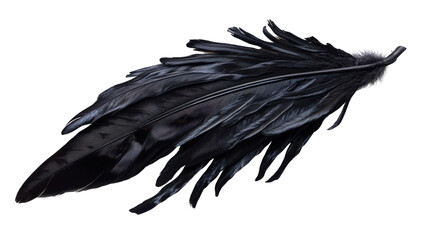 Obraz premium Elegant black feather display on transparent background. Transparent background
