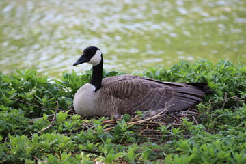 close-up nesting Canada goose portrait in profile on green ground foliage along a riverbank