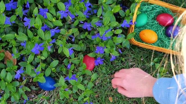 Easter Egg Hunt.raditional search and collection of Easter painted eggs. Child hands collecting eggs in blooming blue periwinkle in the spring garden. 4k footage