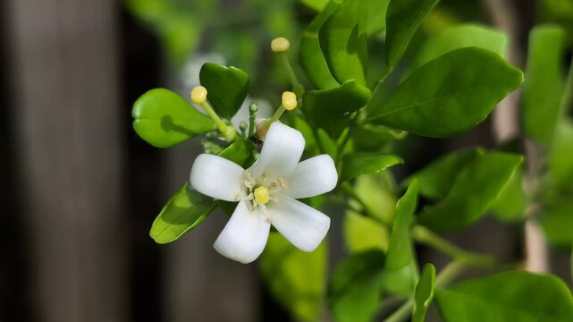 White flower and an ant insect on a mock orange (Murraya) plant in a garden