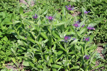 Obraz premium tiny spindly pink purple blossoms atop a mass of long slender shiny dark green leaves