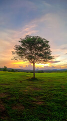 Obraz premium Lone Tree Stands Tall in a Green Field at Sunset with a Colorful Sky Background