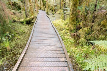 Boardwalk Through New Zealand's West Coast Rainforest