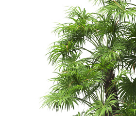 palm Tree leaves isolated white background. also known as the European fan palm, chamaerops humilis, Phoenix roebelenii, dwarf date palm, pygmy date palm, windmill palm, robellini palm, Chusan palm.