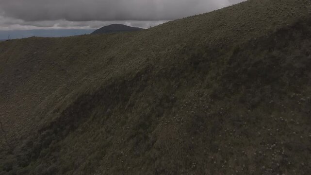 Aerial video of Espeletia Frailejones plants in a field with hills in the background. Ecuador