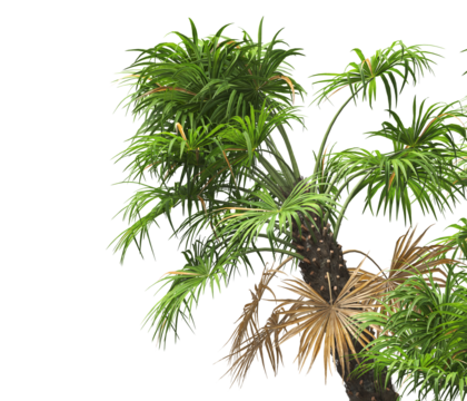 palm Tree leaves isolated white background. also known as the European fan palm, chamaerops humilis, Phoenix roebelenii, dwarf date palm, pygmy date palm, windmill palm, robellini palm, Chusan palm.