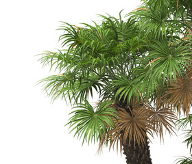 palm Tree leaves isolated white background. also known as the European fan palm, chamaerops...