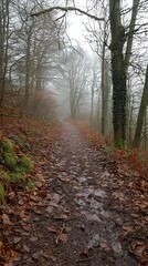 Fototapeta premium Foggy Forest Pathway in Autumn with Fallen Leaves and Trees