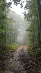 Fototapeta premium Misty Forest Path Under Soft Fog in Lush Green Wilderness