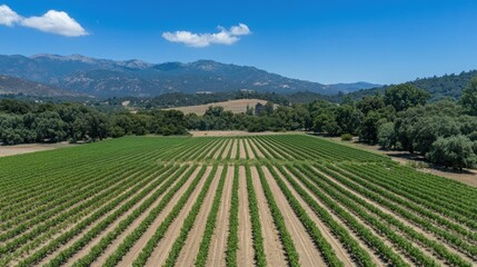 Drone shot capturing rows of green fields being watered by advanced irrigation systems during a sunny day.
