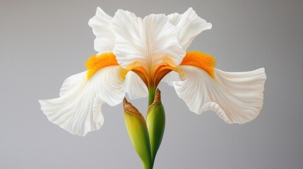 Obraz premium White Iris Blossom