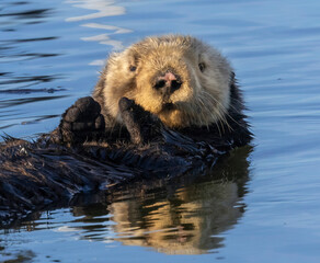 A California Sea Otter relaxing on the water out at Moss Landing Harbor