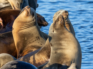 Fototapeta premium Sea Lions on a dock out at Moss Landing Harbor