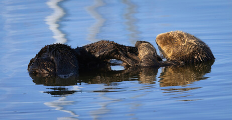 A California Sea Otter relaxing on the water out at Moss Landing Harbor