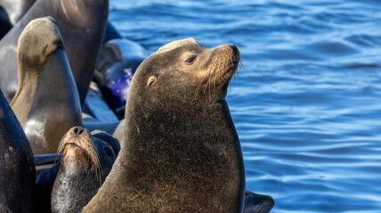 Sea Lions on a dock out at Moss Landing Harbor