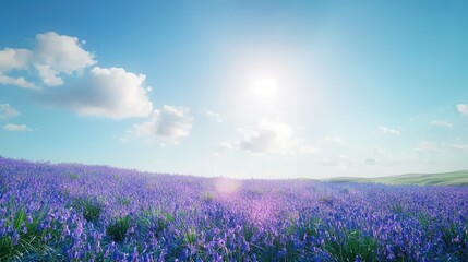 Fototapeta premium Vibrant Lavender Field Under Clear Blue Sky with Gentle Clouds