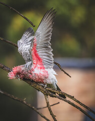 A young Pink and Grey Galah (eolophus roseicapilla) frolicking in light rain.