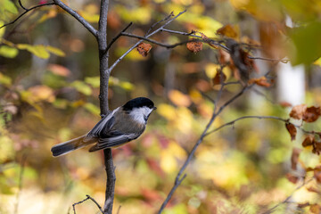 Black capped chickadee early autumn