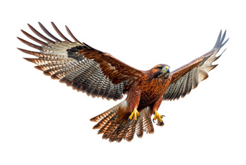 Obraz premium Majestic Eagle Soaring with Outstretched Wings