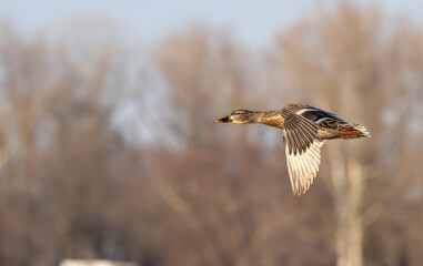 Female mallard duck in flight.