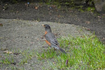Butchart Bird
