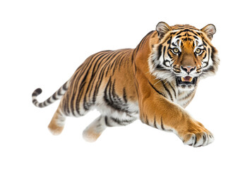 Fototapeta premium Majestic Tiger in Action on Transparent Background