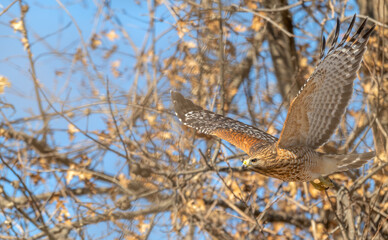 Red-shouldered hawk in flight.