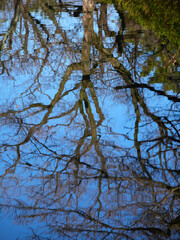 冬の朝の公園の森と池の水面に映す樹木の風景