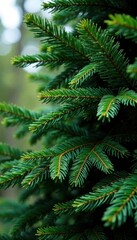 Dense foliage of leaves and branches on a tall coniferous tree , branches, leaves, evergreen