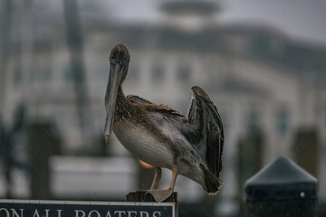 wildlife in storm