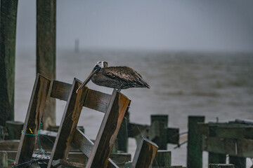 wildlife in storm