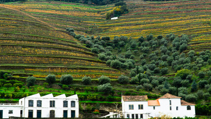 Scenic view of Douro valley and its famous terraced vineyards in Portugal