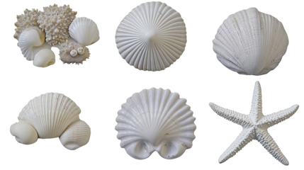 Seashells & Starfish Generative AI