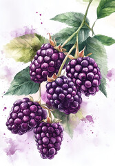 Fototapeta premium watercolor style of raspberries on white