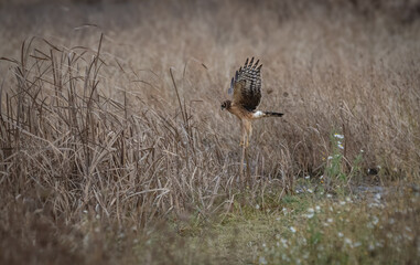 A northern harrier 