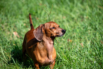 dachshund