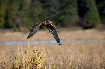 A northern harrier 