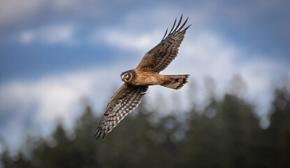 A northern harrier 
