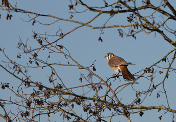 An american kestrel 