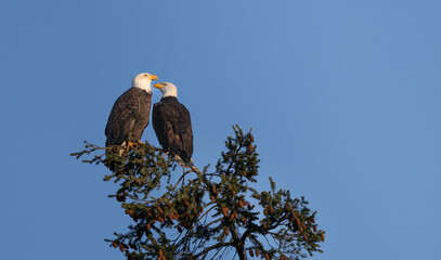 Two bald eagles 