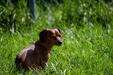 dachshund