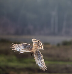 A northern harrier 