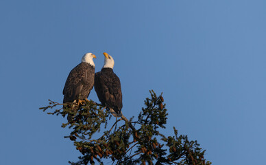 Two bald eagles 
