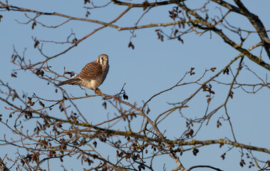 An american kestrel 