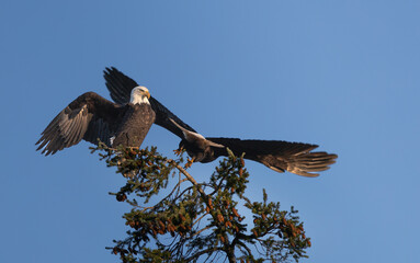 Two bald eagles 